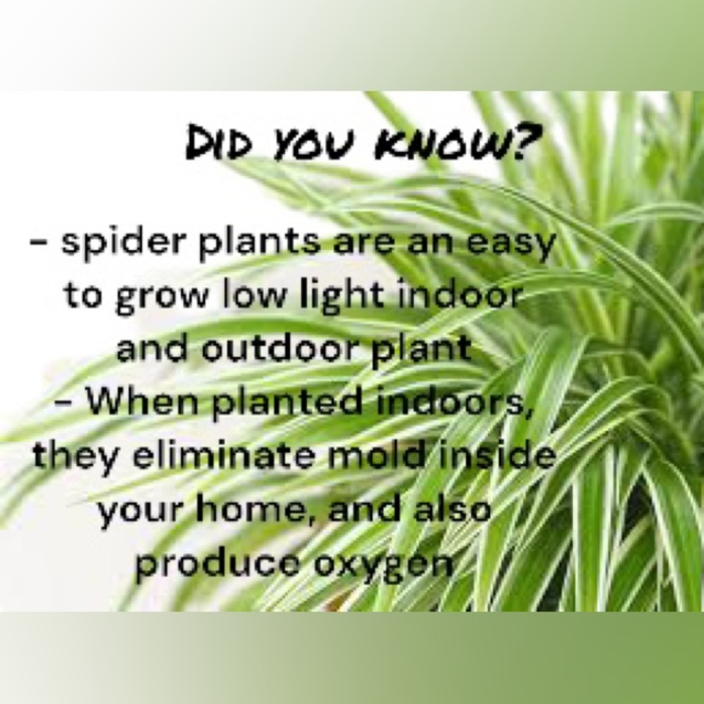 Make your plants work for you. Keep the air and humidity in check.